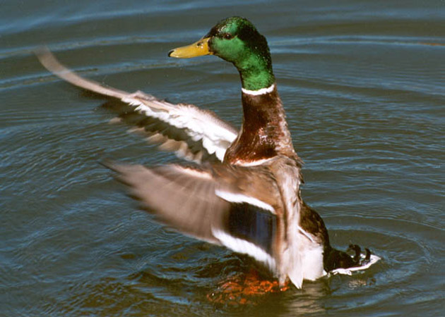 Kačer